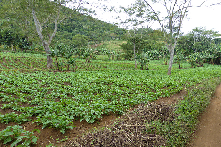 image Environnement / 22 mai 2019 : Célébration de la journée internationale de la Biodiversité